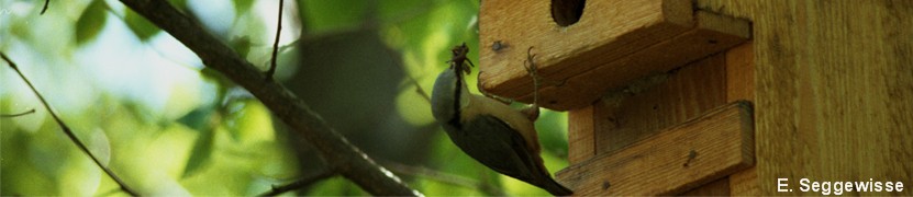 Kleiber (Sitta europaea)