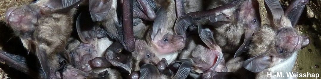 Junge Bechsteinflederm&auml;use (Myotis bechsteinii)