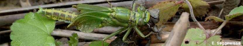 Frisch geschlüpfte Westliche Keiljungfer (Gomphus pulchellus) Frisch geschlüpfte Westliche Keiljungfer (Gomphus pulchellus)