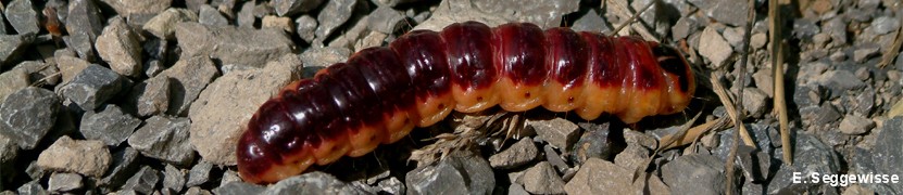 Larve des Weidenbohrers