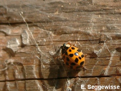Asiatischer Marienk&auml;fer