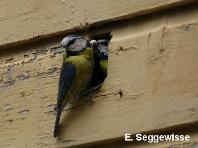 Blaumeise