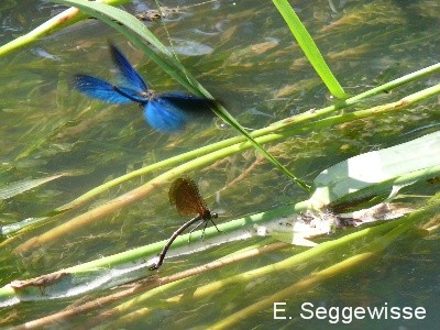 Blaufl&uuml;gel-Prachtlibelle (Calopteryx virgo)