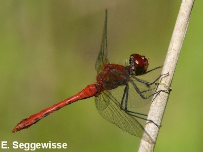 Blutrote Heidelibelle
