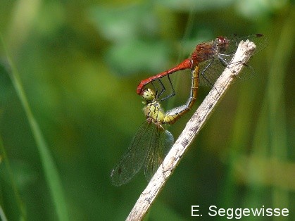 Paarungsrad: Blutrote Heidelibelle (Sympetrum sanguineum) Paarungsrad: Blutrote Heidelibelle (Sympetrum sanguineum)