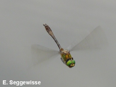 Falkenlibelle