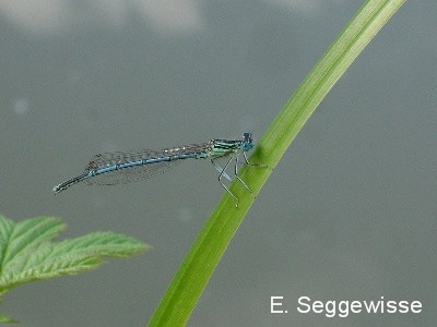 Blaue Federlibelle