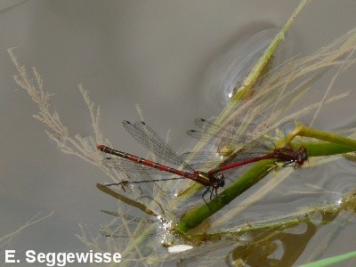 Fr&uuml;he Adonislibelle