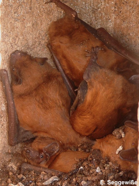 Gro&szlig;er Abendsegler (Nyctalus noctula)