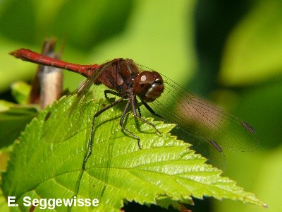 Gemeine Heidelibelle