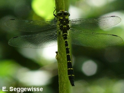 Gestreifte Quelljungfer