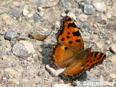 Gro&szlig;er Fuchs (Nymphalis polychlorus)