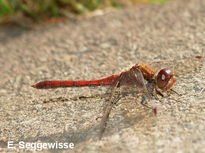Gro&szlig;e Heidelibelle