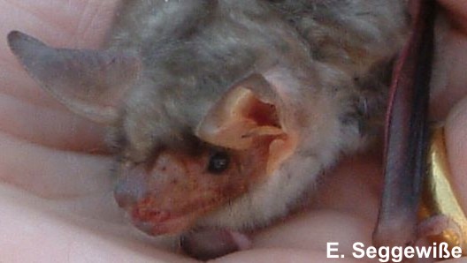 Gro&szlig;es Mausohr (Myotis myotis)