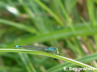 Gro&Atilde;�e Pechlibelle