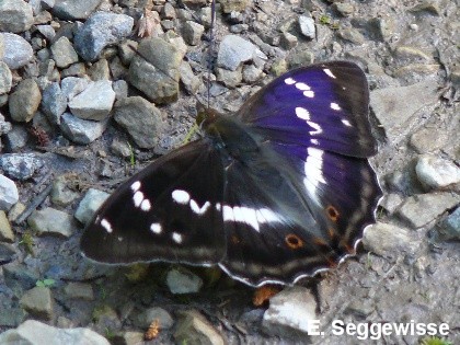 Gro&szlig;er Schillerfalter (Apatura iris)