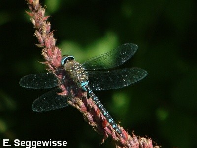 Herbst-Mosaikjungfer