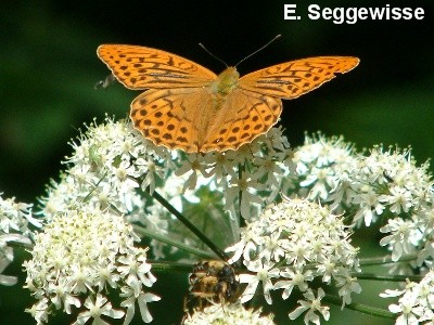 Kaisermantel (Argynnis paphia)