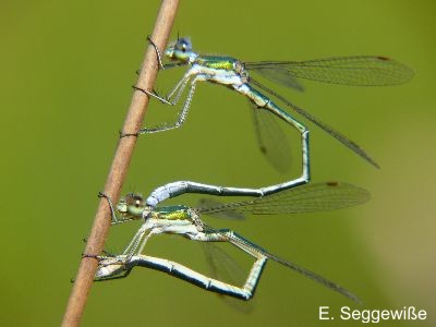 Fr&uuml;he Adonislibelle