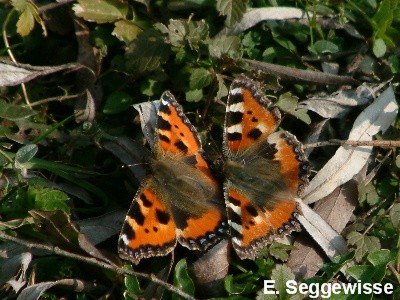 Kleiner Fuchs (Aglais urticae)