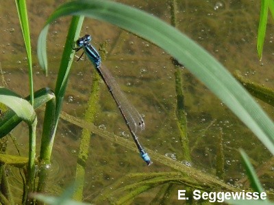 Kleine Pechlibelle
