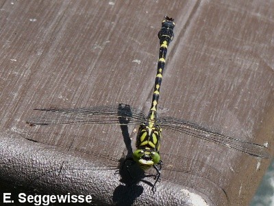 Kleine Zangenlibelle