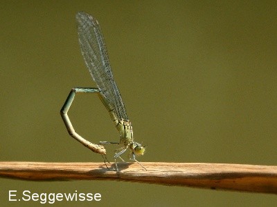 Pokal-Azurjungfer (Erythromma lindenii)