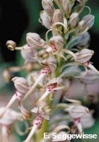 Riemenzunge, Bocksorchis Riemenzunge, Bocksorchis