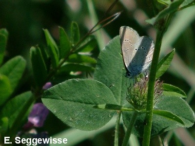 Rotkleebl&auml;uling (Polyommatus semiargus)
