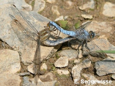 S&uuml;dlicher Blaupfeil
