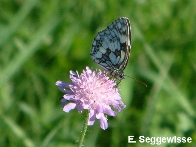 Schachbrettfalter (Melanargia galathea)