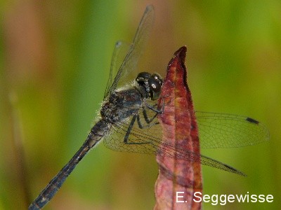 Schwarze Heidelibelle (Sympetrum danae)