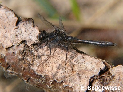 Schwarze Heidelibelle
