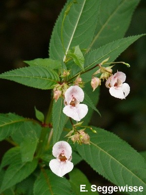 Das Indische Springkraut
