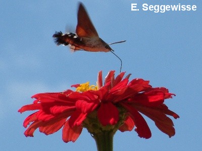 Taubenschw&auml;nzchen (Makroglossum stellatarum)