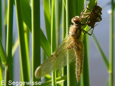 frisch geschlüpfter Vierfleck (Libellula quadrimaculata) frisch geschlüpfter Vierfleck (Libellula quadrimaculata)