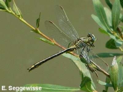 Westliche Keiljungfer